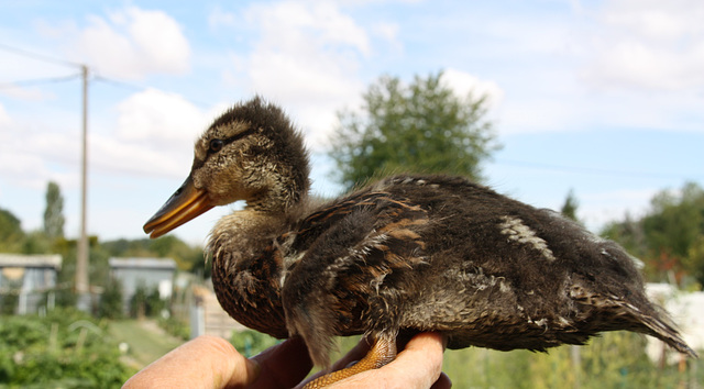 saturnin le petit canard que nous avons sauvé !!