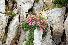 Blütenbaum im Fels des Latemar