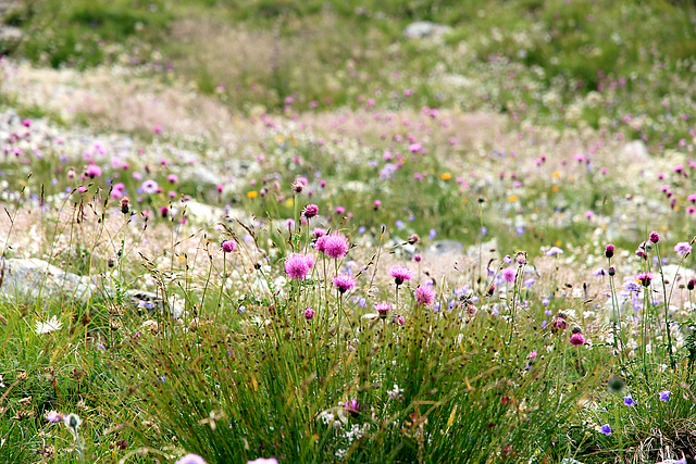 Farben sind das Lächeln der Natur