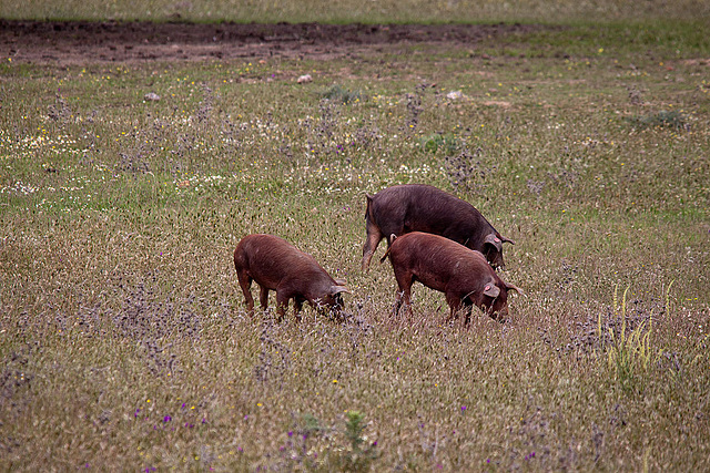 20120507 9049RTw [E] Iberisches Schwein (spanisch: Cerdo Ibérico), Extremadura