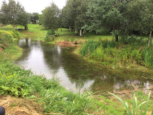 Thank you, Miss McBertha, for refilling our pond!