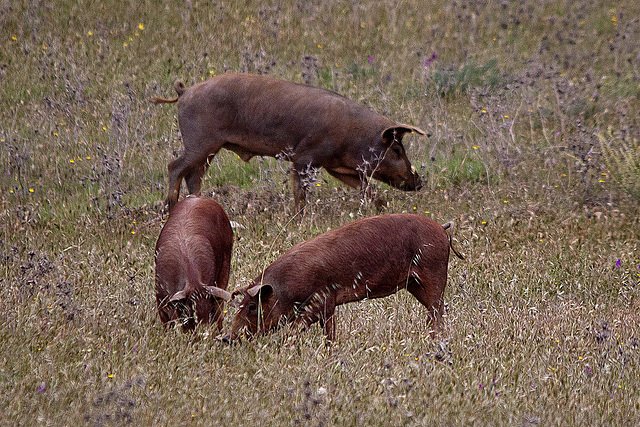 20120507 9052RTw [E] Iberisches Schwein (spanisch: Cerdo Ibérico), Extremadura