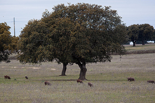 20120507 9054RTw [E] Steineiche (Quercus ilex), Iberisches Schwein (spanisch: Cerdo Ibérico), Extremadura