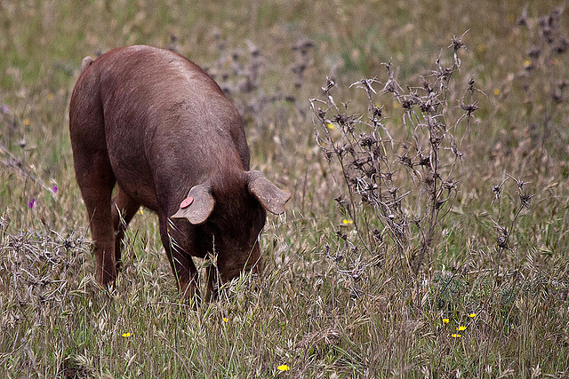 20120507 9055RTw [E] Iberisches Schwein (spanisch: Cerdo Ibérico), Extremadura