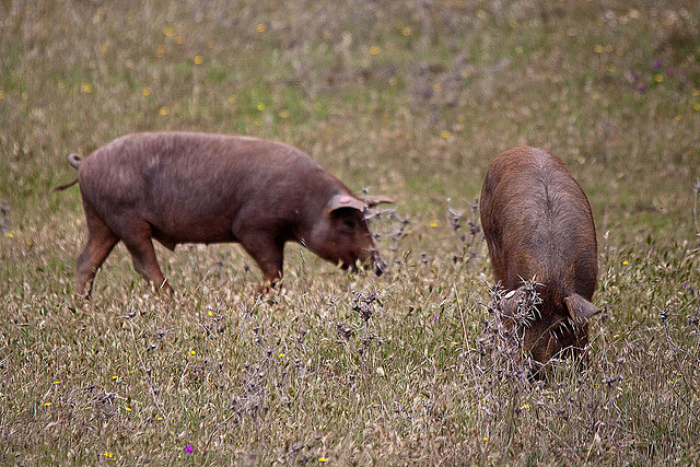 20120507 9057RTw [E] Iberisches Schwein (spanisch: Cerdo Ibérico), Extremadura