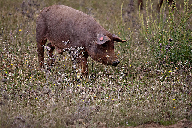20120507 9058RTw [E] Iberisches Schwein (spanisch: Cerdo Ibérico), Extremadura
