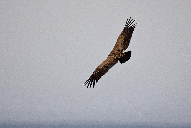 20120507 9104RTw [E] Gänsegeier (Gyps fulvus), Castillo de Monfragüe, Parque Natural, Extremadura