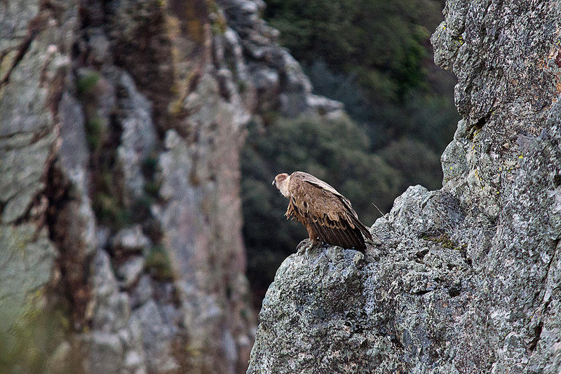 20120507 9180RTw [E] Gänsegeier (Gyps fulvus), Monfragüe, Parque Natural, Extremadura