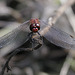 Sympetrum sympa...