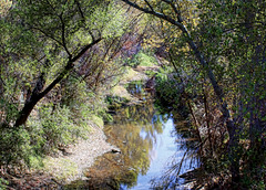 The San Pedro River