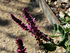 Salvia nemorosa