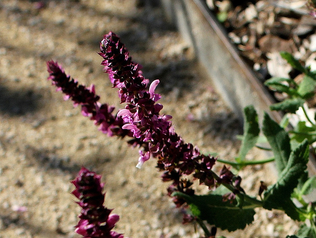 Salvia nemorosa