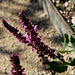 Salvia nemorosa