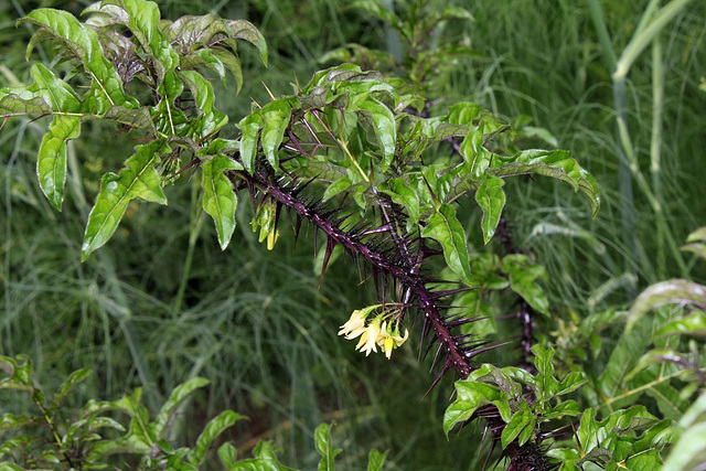 Solanum atropurpureum