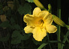 Hémérocalle jaune