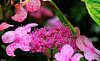 ROSE BRILLANT***