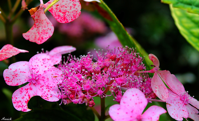 ROSE BRILLANT***