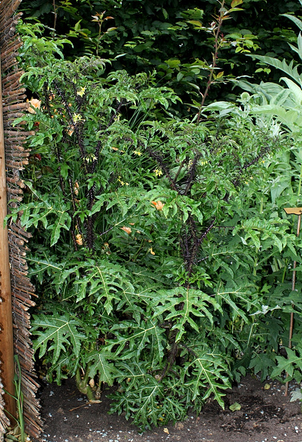 Solanum atropurpureum