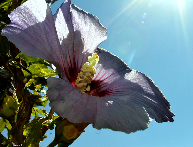 SOLEIL AU COEUR DE LA FLEUR ***