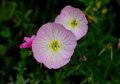 Oenothera speciosa (4)