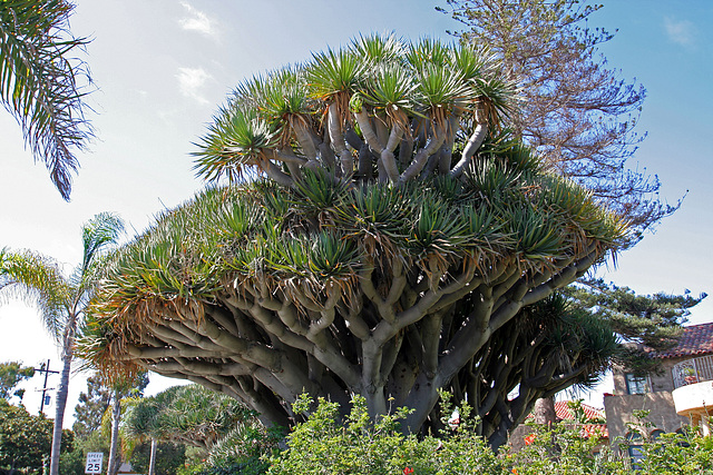 On Coronado Island (6350)