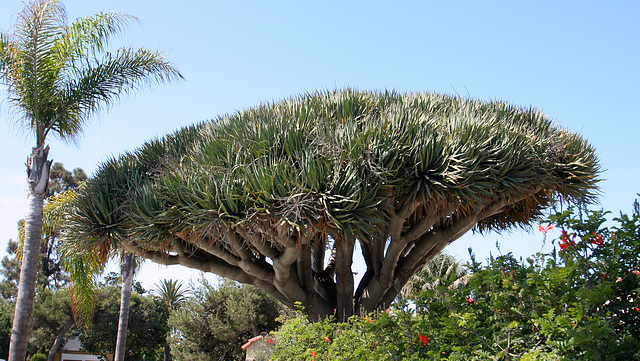 On Coronado Island (6352)