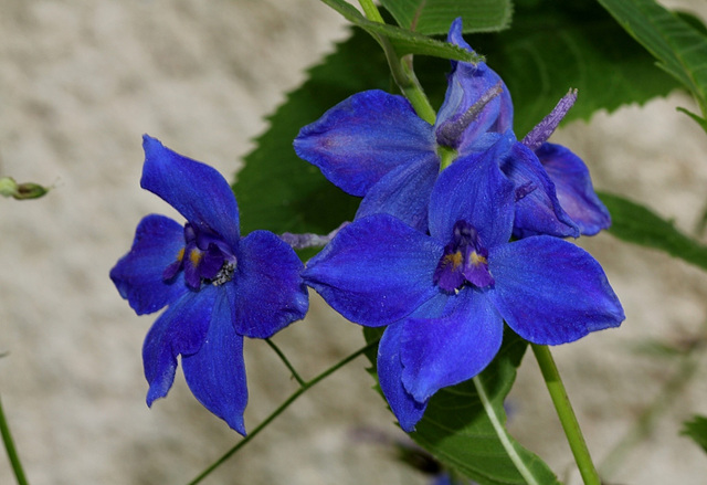 Pies- d'Alouette- Delphinium x belladonna (3)