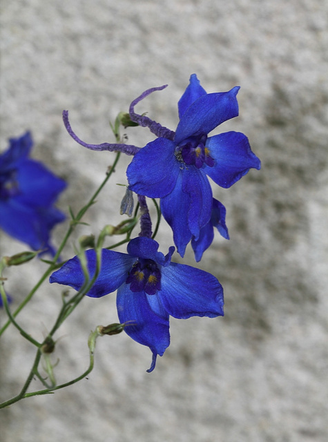 Pies- d'Alouette- Delphinium x belladonna (4)