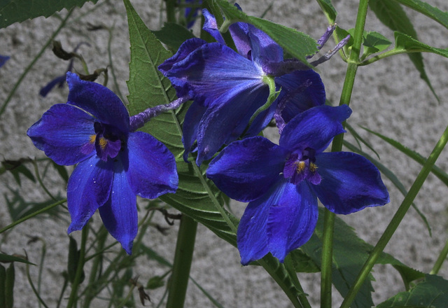 Pies- d'Alouette- Delphinium x belladonna (5)