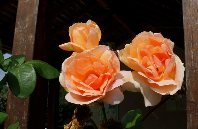 rose orange