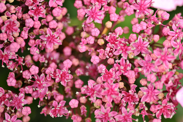 Fleurs d'Hydrangea