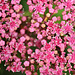 Fleurs d'Hydrangea