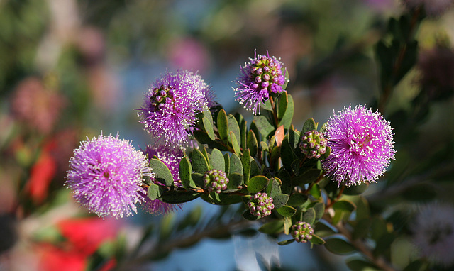 Flowering Tree in San Diego (6399)