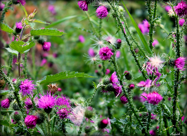 TEINTES DOUCES DE MAUVE ***