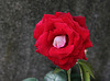 Rose 'Osiria' (2)