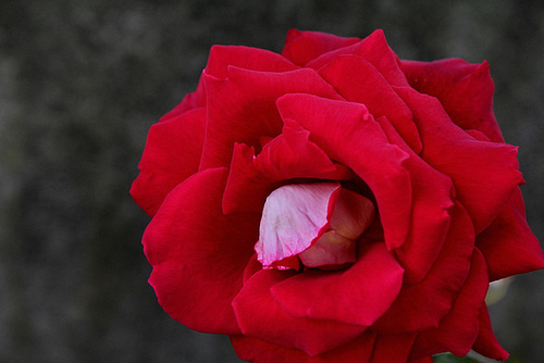 Rose 'Osiria' (3)