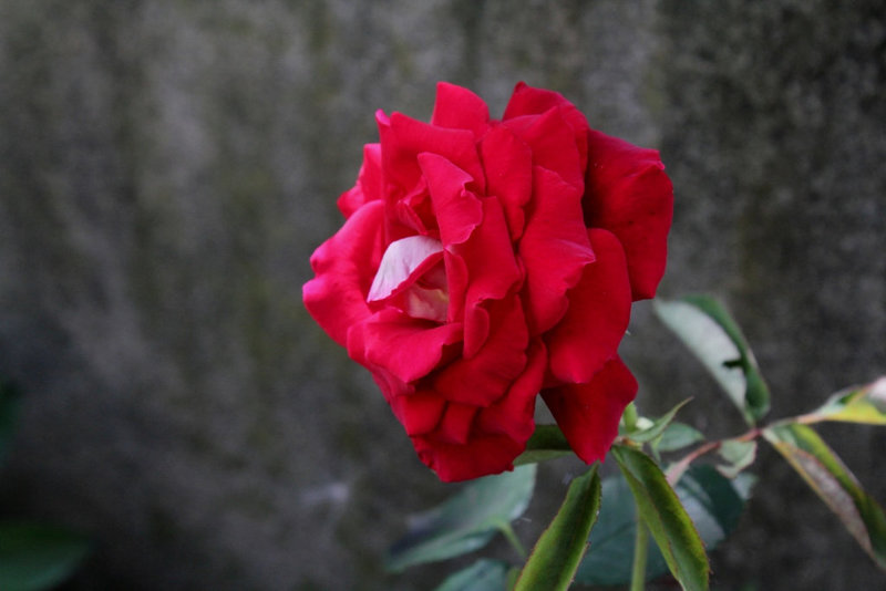 Rose 'Osiria'