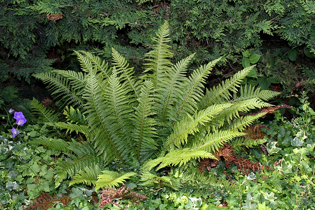 Polystichum aculeatum - Aspidium