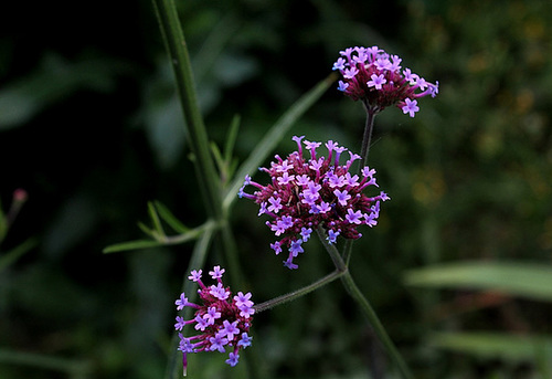 Verbena bonariensis (2)