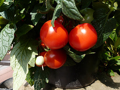 Tomaten :-)