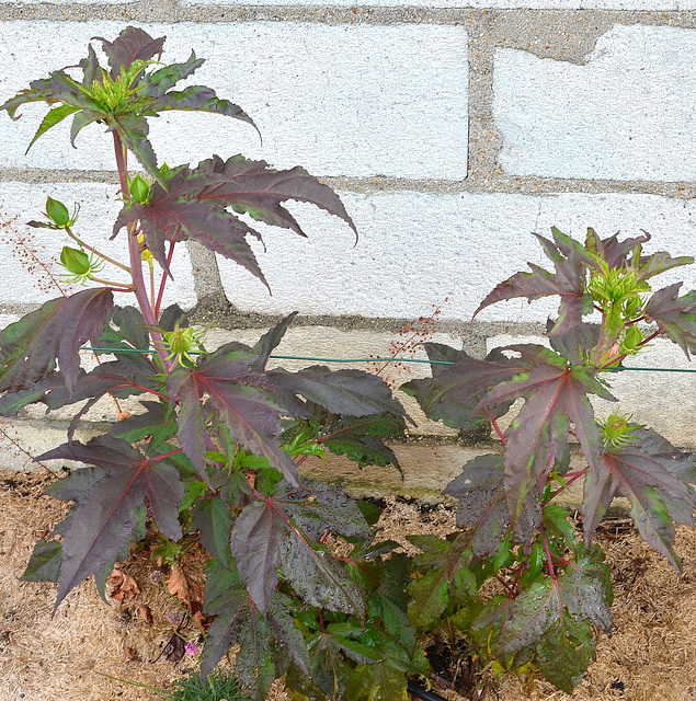 Hibiscus x moscheutos Summer Storm DSC 0011