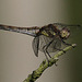 Sympetrum