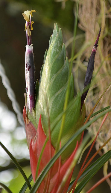 Tillandsia punctulata DSC 0045