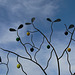 weiß-blauer Himmel