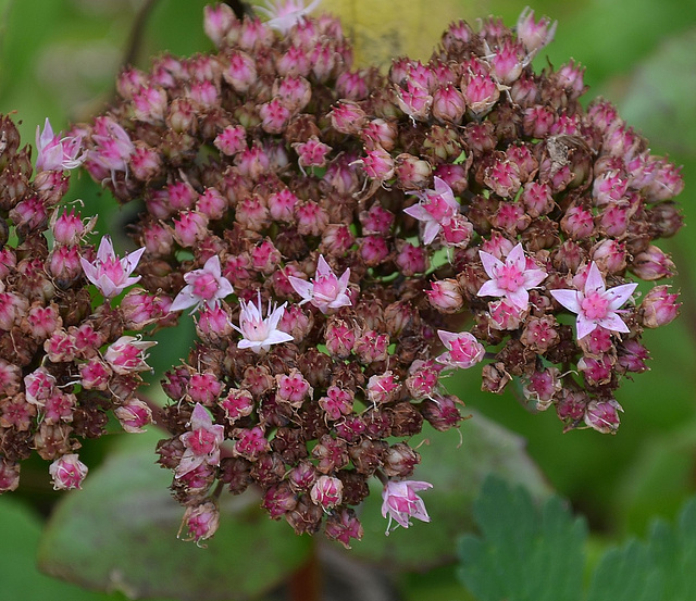 Sedum 'matrona' DSC 0063