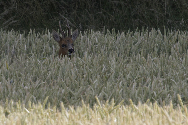 Coucou