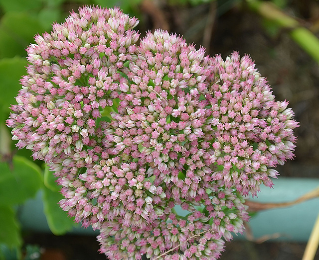 Sedum DSC 0065
