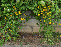 Rudbeckia triloba DSC 0066