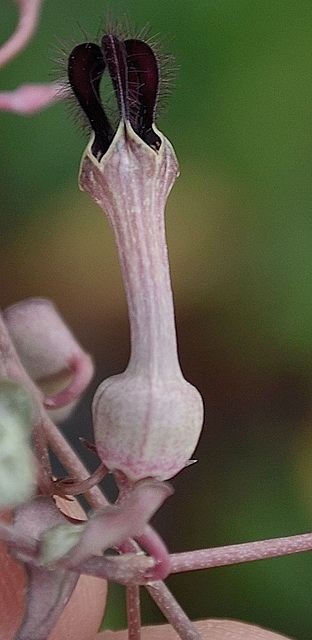 ceropegia woodii DSC 0080