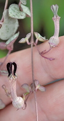 ceropegia woodii DSC 0083